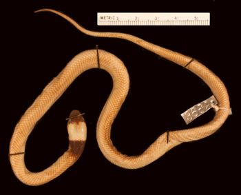 Media type: image;   Herpetology R-3669